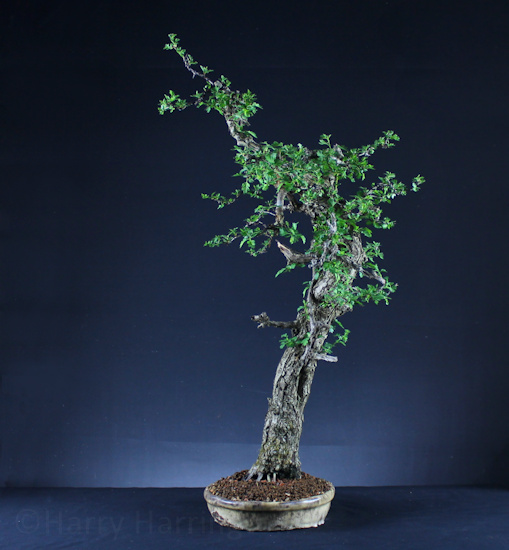 Hawthorn bonsai